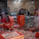 خرید گز سنتی اصفهان